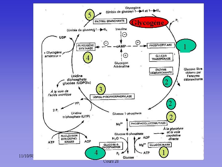 5 Glycogène 1 4 2 3 2 2 11/10/98 3 1 4 Méta. des