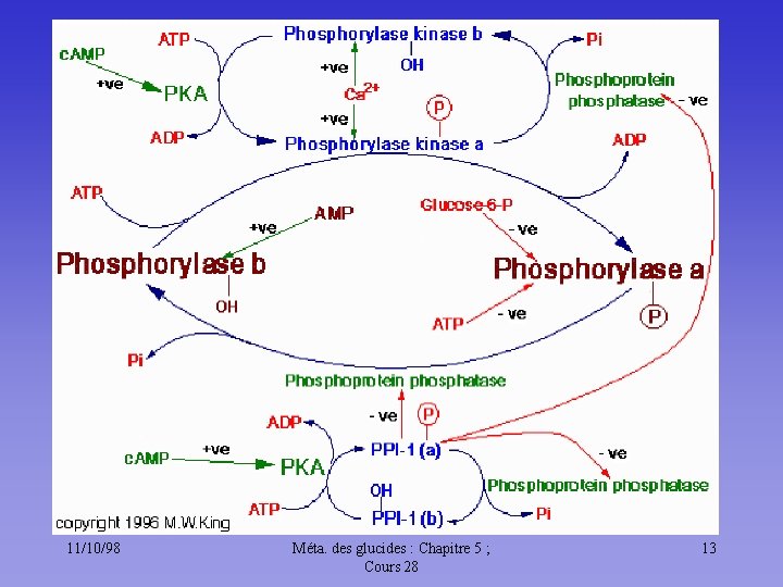 11/10/98 Méta. des glucides : Chapitre 5 ; Cours 28 13 