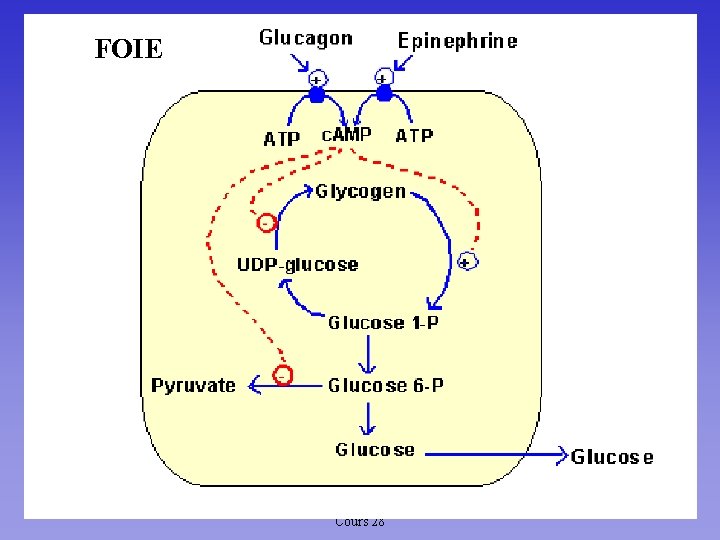 FOIE 11/10/98 Méta. des glucides : Chapitre 5 ; Cours 28 2 