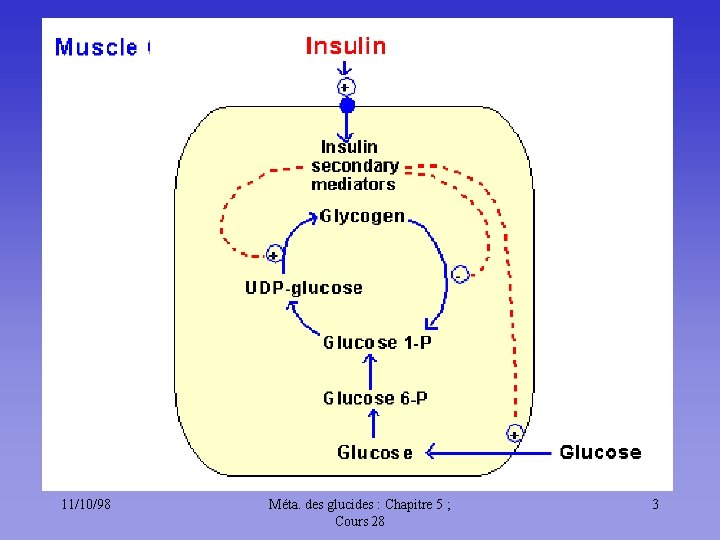 11/10/98 Méta. des glucides : Chapitre 5 ; Cours 28 3 