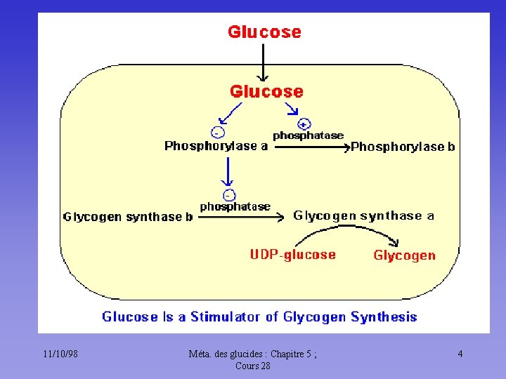 11/10/98 Méta. des glucides : Chapitre 5 ; Cours 28 4 