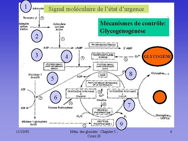 1 Signal moléculaire de l’état d’urgence Mécanismes de contrôle: Glycogénèse 2 3 4 GLYCOGÈNE