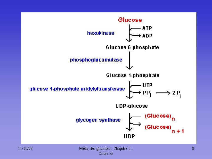 11/10/98 Méta. des glucides : Chapitre 5 ; Cours 28 8 