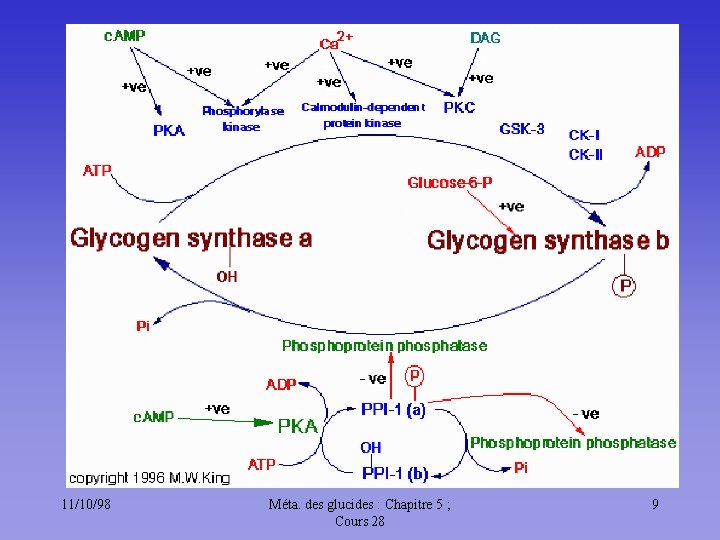 11/10/98 Méta. des glucides : Chapitre 5 ; Cours 28 9 