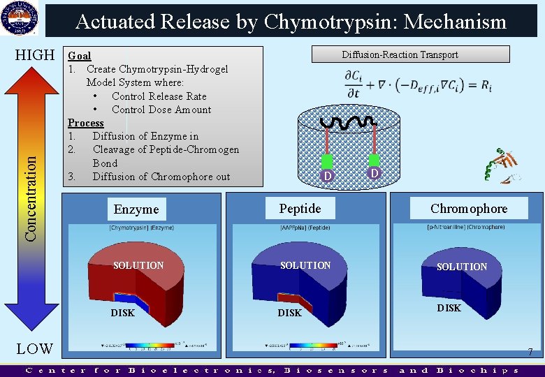 Actuated Release by Chymotrypsin: Mechanism Concentration HIGH LOW Diffusion-Reaction Transport Goal 1. Create Chymotrypsin-Hydrogel