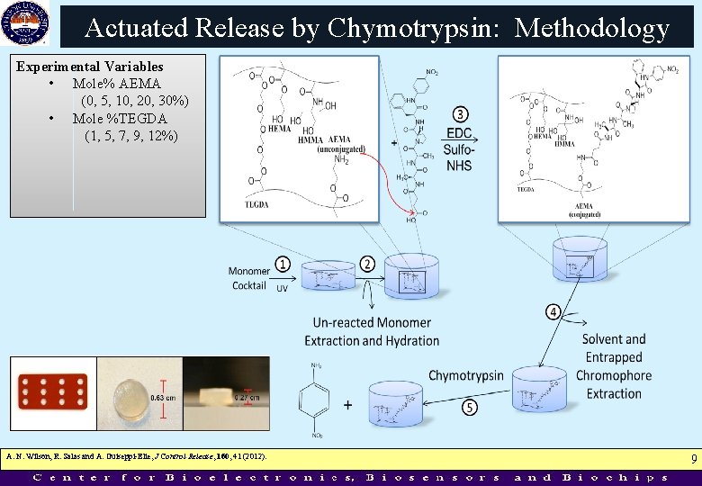 Actuated Release by Chymotrypsin: Methodology Experimental Variables • Mole% AEMA (0, 5, 10, 20,