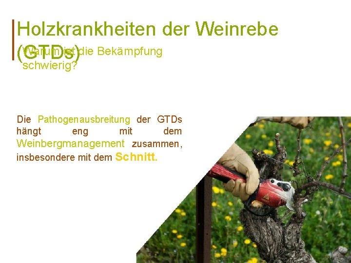 Holzkrankheiten der Weinrebe Warum ist die Bekämpfung (GTDs) schwierig? Die Pathogenausbreitung der GTDs hängt