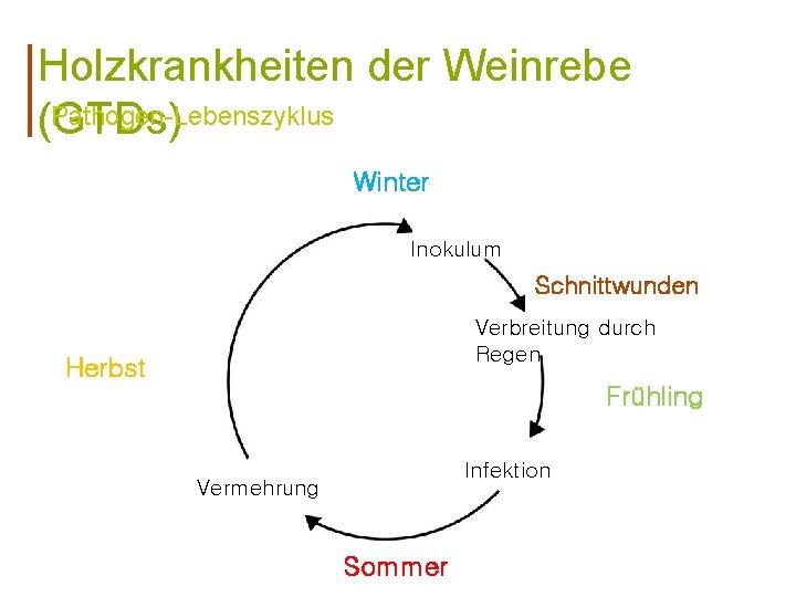 Holzkrankheiten der Weinrebe Pathogen-Lebenszyklus (GTDs) Winter Inokulum Schnittwunden Verbreitung durch Regen Herbst Frühling Infektion