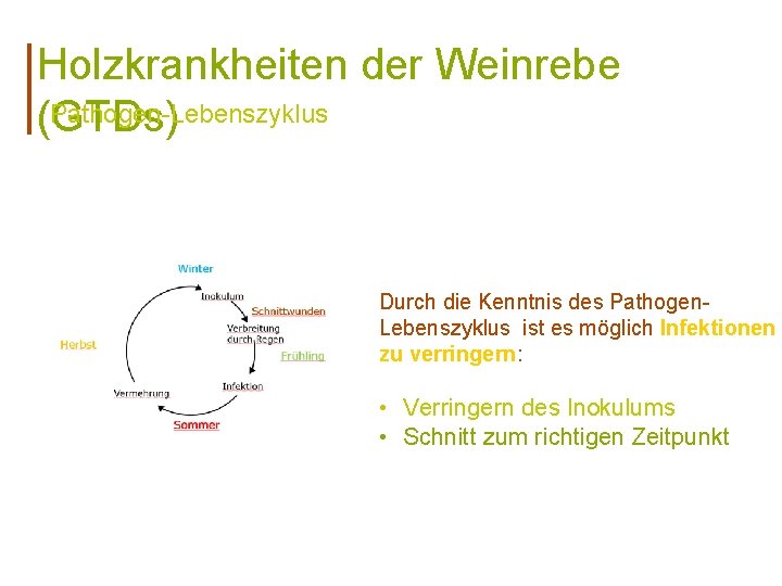 Holzkrankheiten der Weinrebe Pathogen-Lebenszyklus (GTDs) Durch die Kenntnis des Pathogen. Lebenszyklus ist es möglich