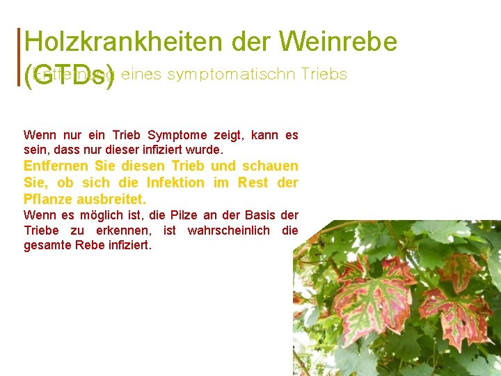 Holzkrankheiten der Weinrebe Entfernung eines symptomatischn Triebs (GTDs) Wenn nur ein Trieb Symptome zeigt,