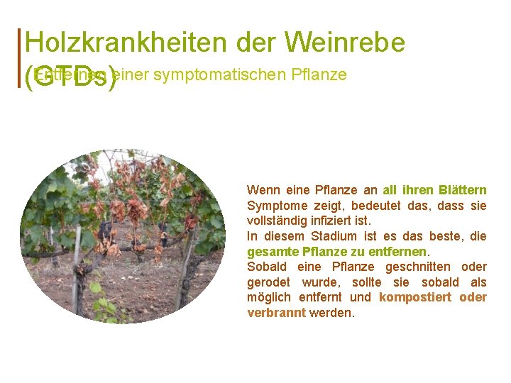 Holzkrankheiten der Weinrebe Entfernen einer symptomatischen Pflanze (GTDs) Wenn eine Pflanze an all ihren