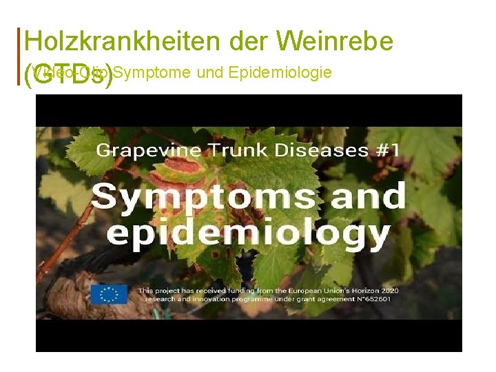 Holzkrankheiten der Weinrebe Video-Clip Symptome und Epidemiologie (GTDs) 