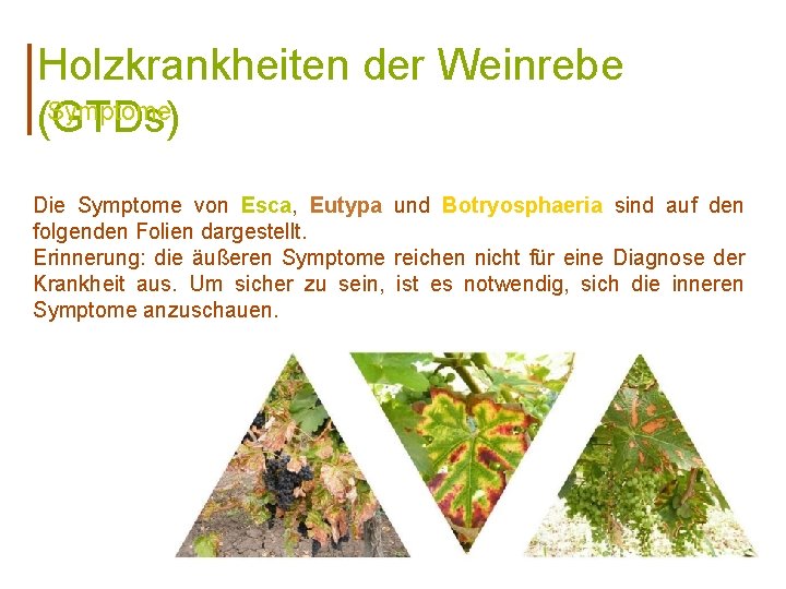 Holzkrankheiten der Weinrebe Symptome (GTDs) Die Symptome von Esca, Eutypa und Botryosphaeria sind auf