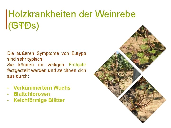 Holzkrankheiten der Weinrebe Eutypa (GTDs) Die äußeren Symptome von Eutypa sind sehr typisch. Sie