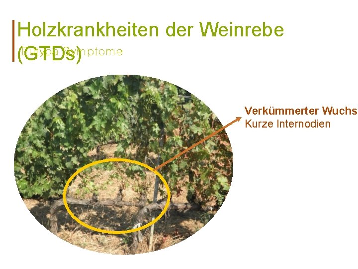 Holzkrankheiten der Weinrebe Eutypa Symptome (GTDs) Verkümmerter Wuchs Kurze Internodien 