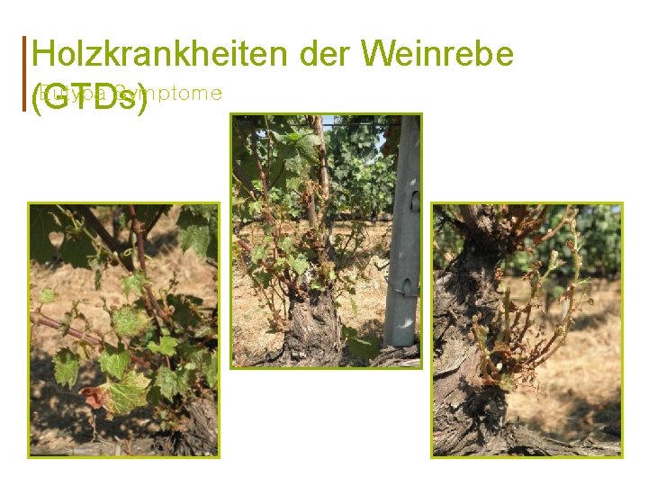 Holzkrankheiten der Weinrebe Eutypa Symptome (GTDs) 