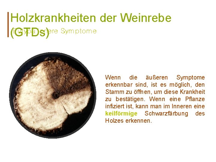 Holzkrankheiten der Weinrebe Eutypa innere Symptome (GTDs) Wenn die äußeren Symptome erkennbar sind, ist