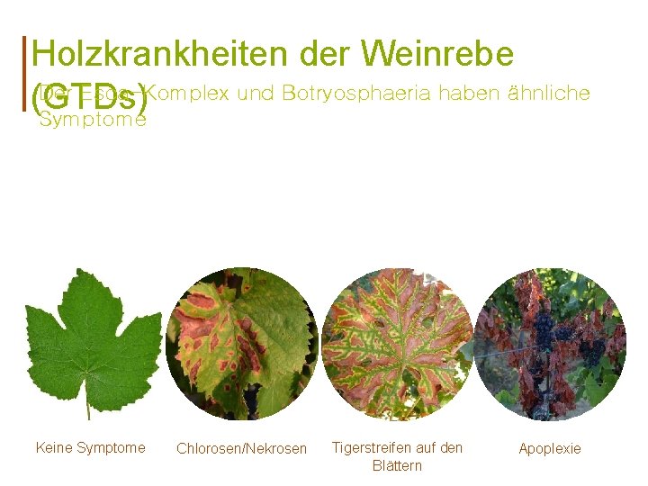 Holzkrankheiten der Weinrebe Der Esca-Komplex und Botryosphaeria haben ähnliche (GTDs) Symptome Keine Symptome Chlorosen/Nekrosen