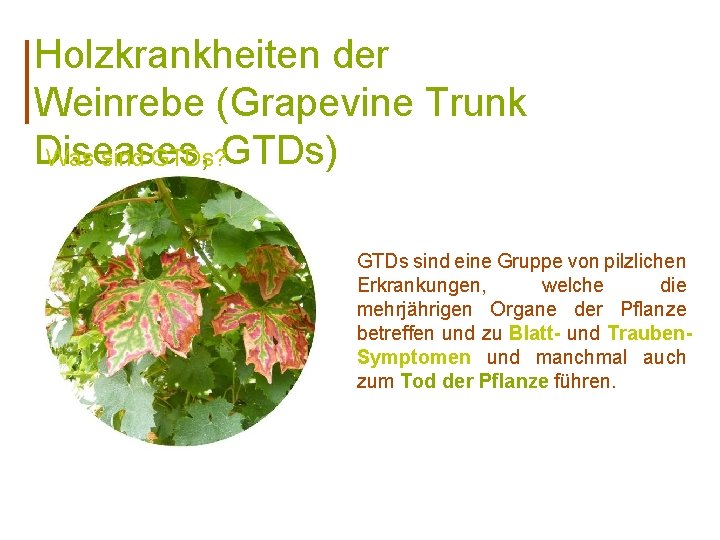 Holzkrankheiten der Weinrebe (Grapevine Trunk Diseases, Was sind GTDs? GTDs) GTDs sind eine Gruppe