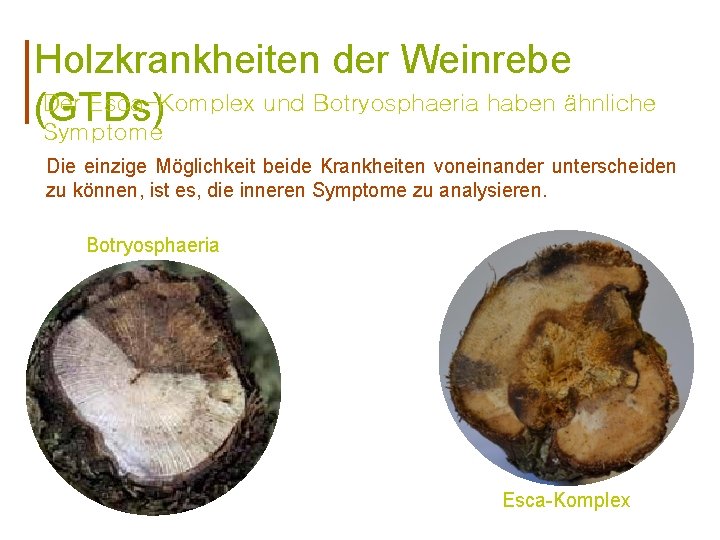 Holzkrankheiten der Weinrebe Der Esca-Komplex und Botryosphaeria haben ähnliche (GTDs) Symptome Die einzige Möglichkeit