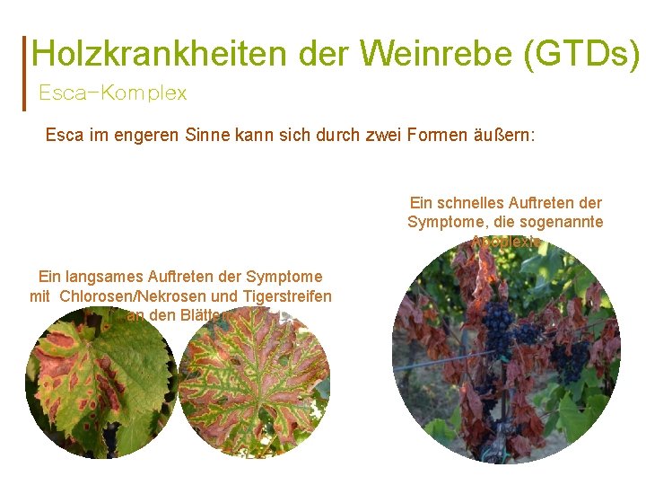 Holzkrankheiten der Weinrebe (GTDs) Esca-Komplex Esca im engeren Sinne kann sich durch zwei Formen