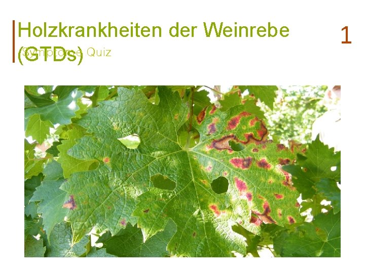 Holzkrankheiten der Weinrebe Symptome Quiz (GTDs) 1 