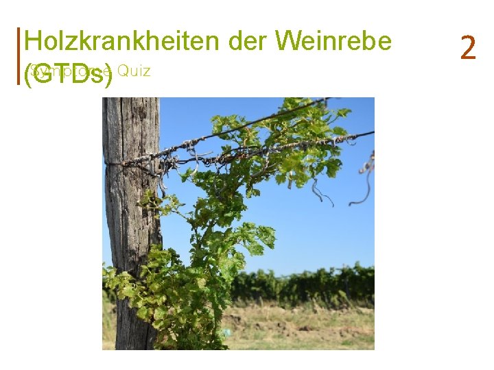 Holzkrankheiten der Weinrebe Symptome Quiz (GTDs) 2 