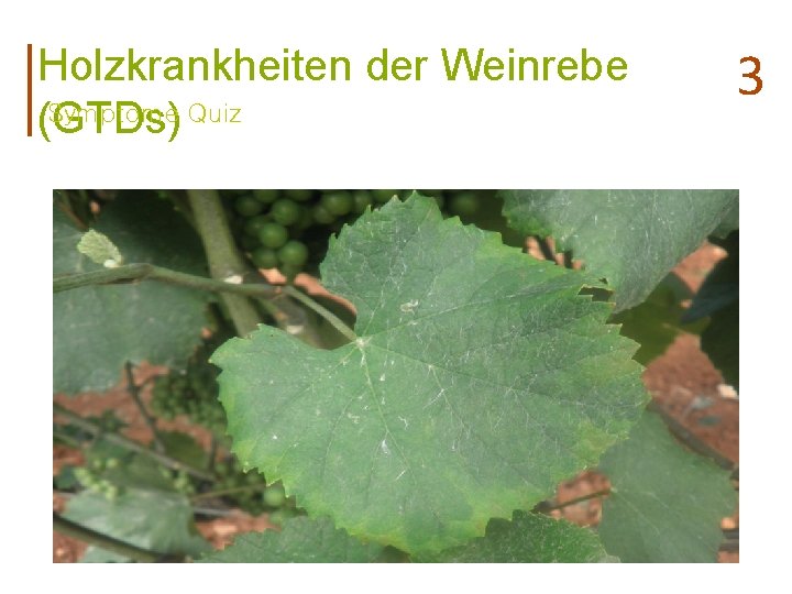 Holzkrankheiten der Weinrebe Symptome Quiz (GTDs) 3 
