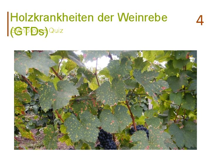 Holzkrankheiten der Weinrebe Symptome Quiz (GTDs) 4 