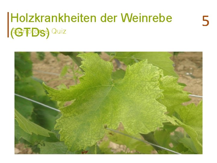 Holzkrankheiten der Weinrebe Symptome Quiz (GTDs) 5 