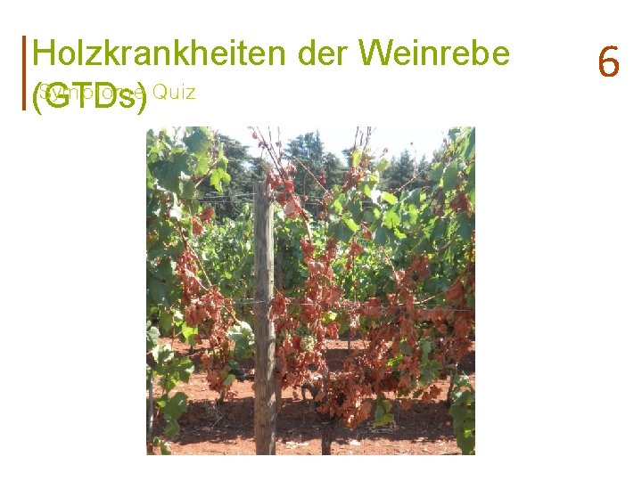 Holzkrankheiten der Weinrebe Symptome Quiz (GTDs) 6 