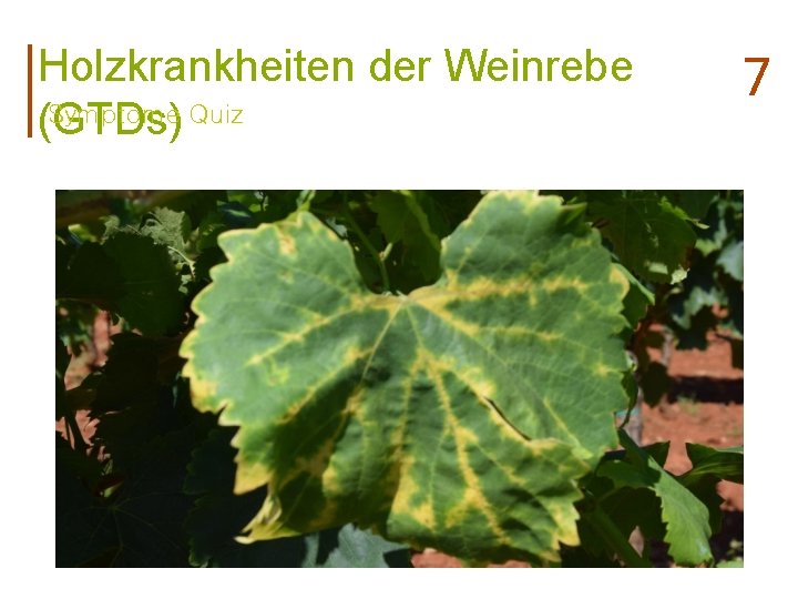 Holzkrankheiten der Weinrebe Symptome Quiz (GTDs) 7 