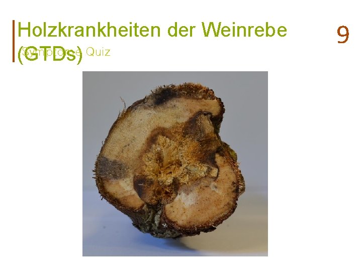 Holzkrankheiten der Weinrebe Symptome Quiz (GTDs) 9 