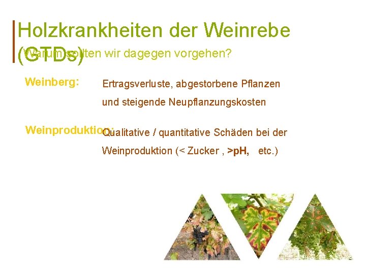 Holzkrankheiten der Weinrebe Warum sollten wir dagegen vorgehen? (GTDs) Weinberg: Ertragsverluste, abgestorbene Pflanzen und