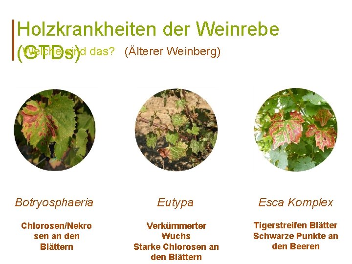 Holzkrankheiten der Weinrebe Welche sind das? (Älterer Weinberg) (GTDs) Botryosphaeria Eutypa Esca Komplex Chlorosen/Nekro