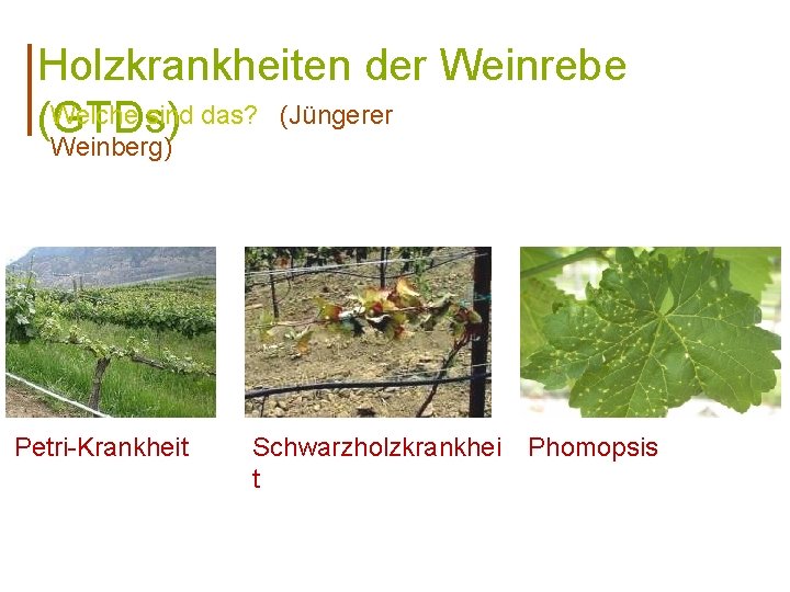 Holzkrankheiten der Weinrebe Welche sind das? (Jüngerer (GTDs) Weinberg) Petri-Krankheit Schwarzholzkrankhei t Phomopsis 