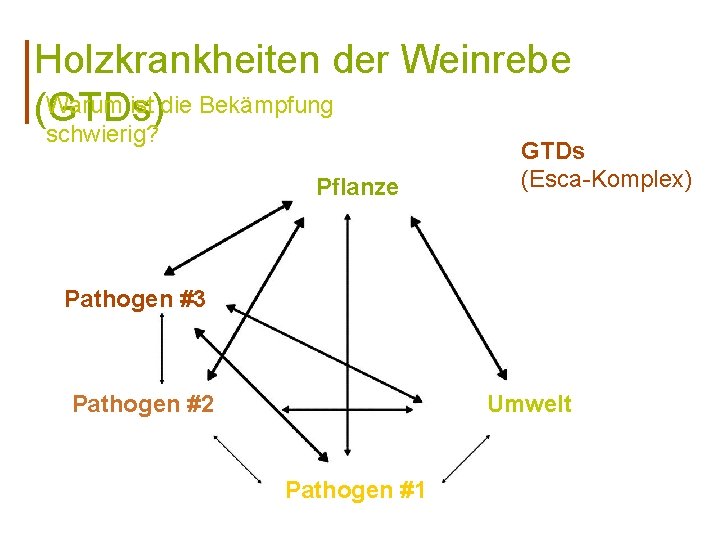 Holzkrankheiten der Weinrebe Warum ist die Bekämpfung (GTDs) schwierig? Pflanze GTDs (Esca-Komplex) Pathogen #3