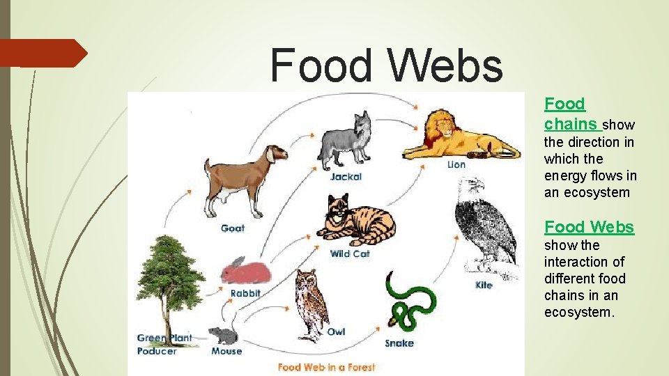 Food Webs Food chains show the direction in which the energy flows in an