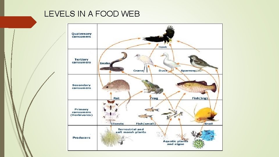 LEVELS IN A FOOD WEB 