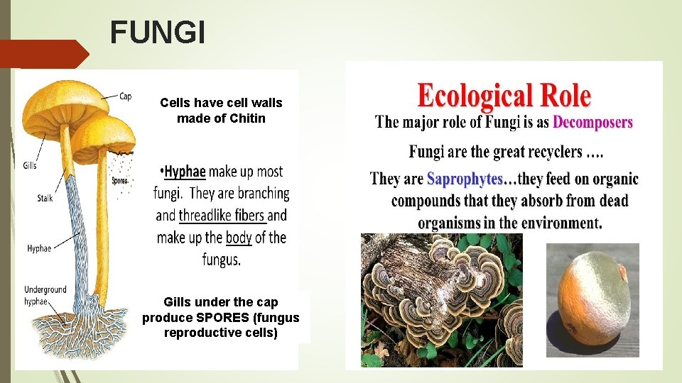 FUNGI Cells have cell walls made of Chitin Gills under the cap produce SPORES