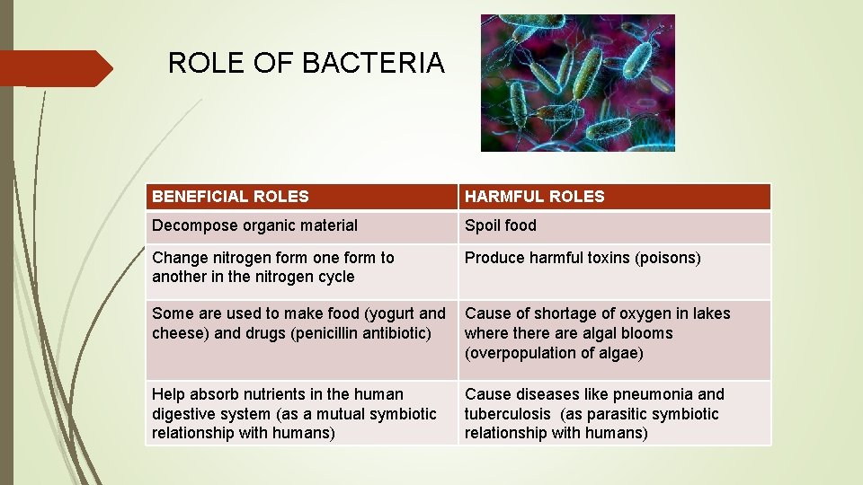 ROLE OF BACTERIA BENEFICIAL ROLES HARMFUL ROLES Decompose organic material Spoil food Change nitrogen