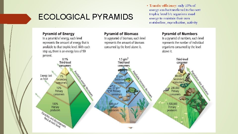 ECOLOGICAL PYRAMIDS 