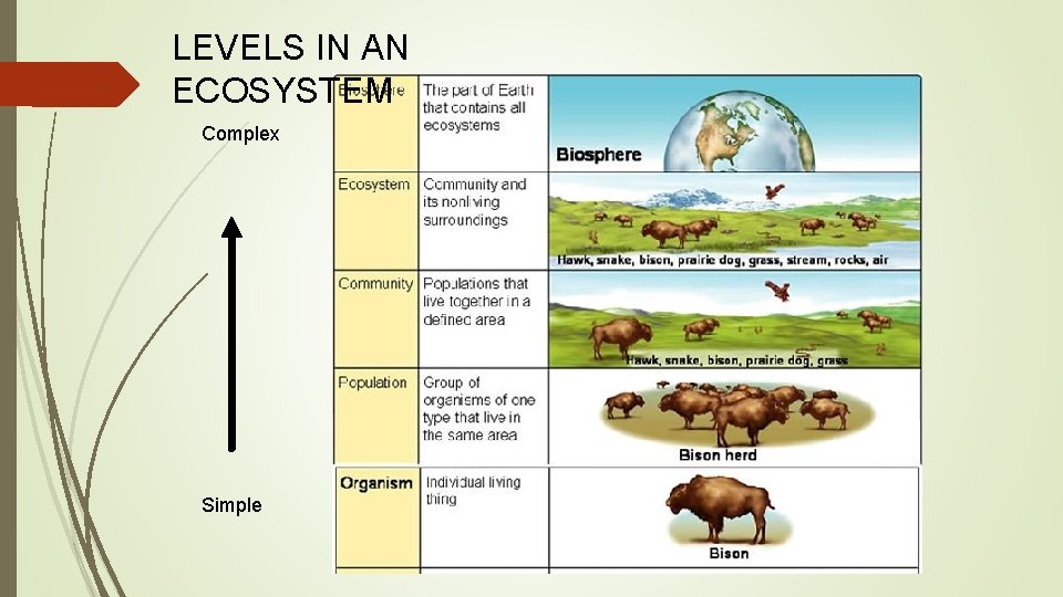 LEVELS IN AN ECOSYSTEM Complex Simple 