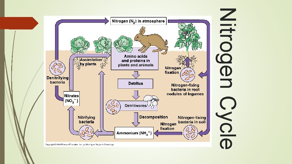 Nitrogen Cycle 