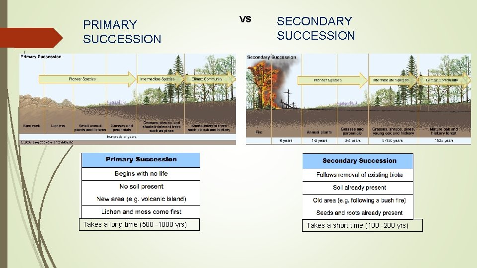 PRIMARY SUCCESSION Takes a long time (500 -1000 yrs) VS SECONDARY SUCCESSION Takes a