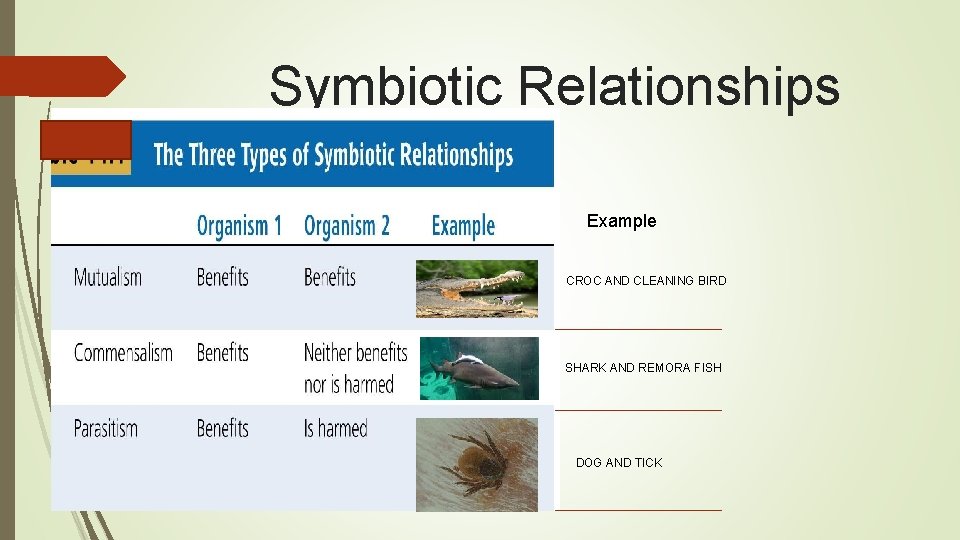 Symbiotic Relationships Example CROC AND CLEANING BIRD SHARK AND REMORA FISH DOG AND TICK