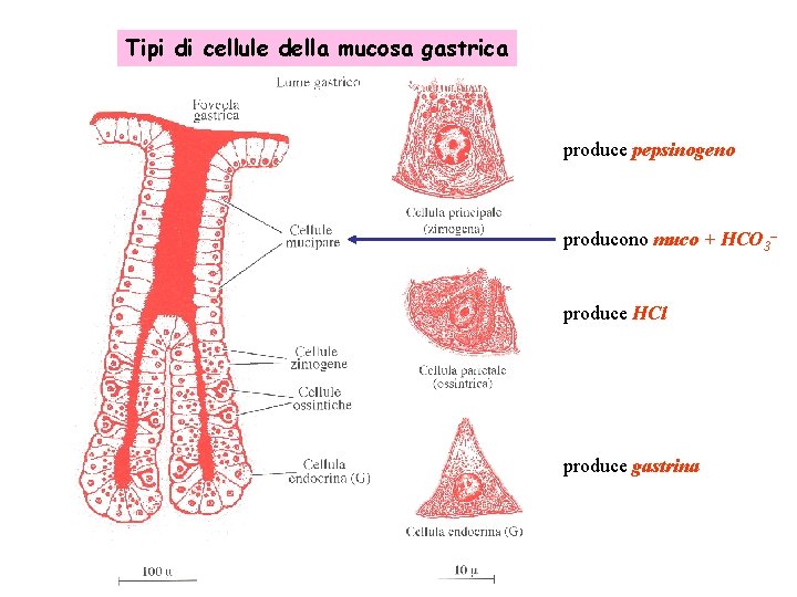 Tipi di cellule della mucosa gastrica produce pepsinogeno producono muco + HCO 3– produce