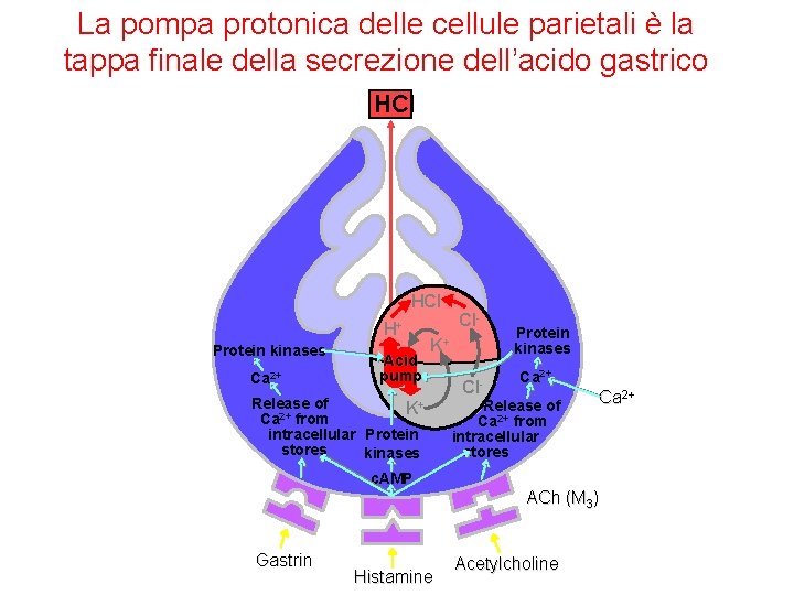 La pompa protonica delle cellule parietali è la tappa finale della secrezione dell’acido gastrico