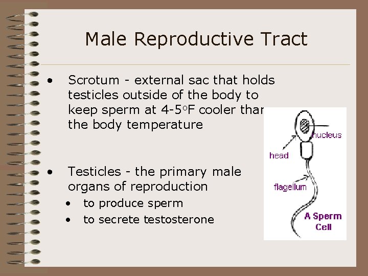 Male Reproductive Tract • Scrotum - external sac that holds testicles outside of the