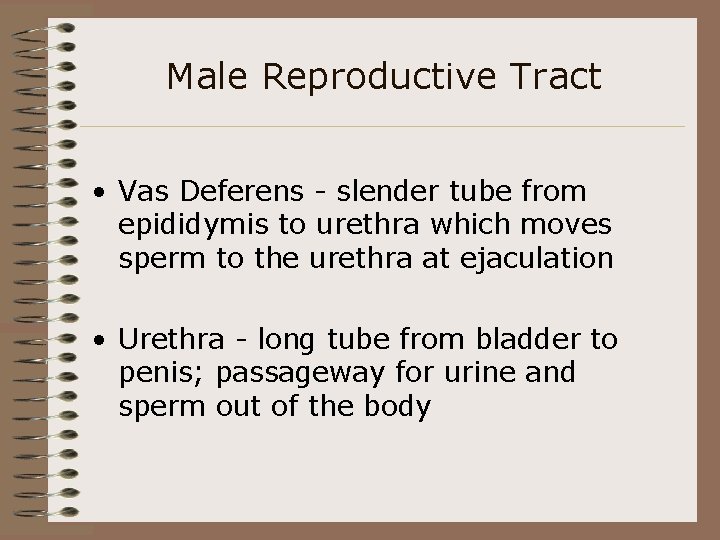 Male Reproductive Tract • Vas Deferens - slender tube from epididymis to urethra which